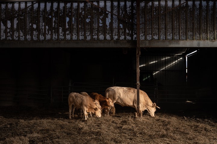 Une vache et ses trois veaux pour Le Garçon Boucher à Parempuyre.