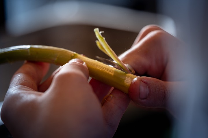 Asperge en cours d’épluchage pour La Table de l’Olea à La Teste-de-Buch, France.